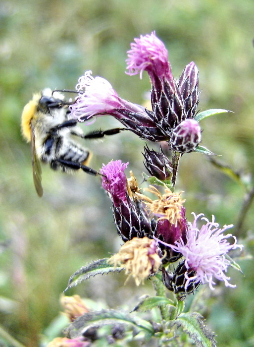 Image of Serratula tinctoria specimen.