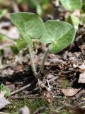 Asarum europaeum. Верхушка побега с цветком. Санкт-Петербург, Дудергофские высоты, широколиственный лес. 15.05.2011.