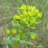 Euphorbia