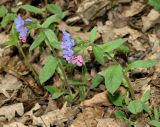 Pulmonaria obscura. Цветущее растение. Санкт-Петербург, Старый Петергоф, парк \"Сергиевка\". Начало мая.