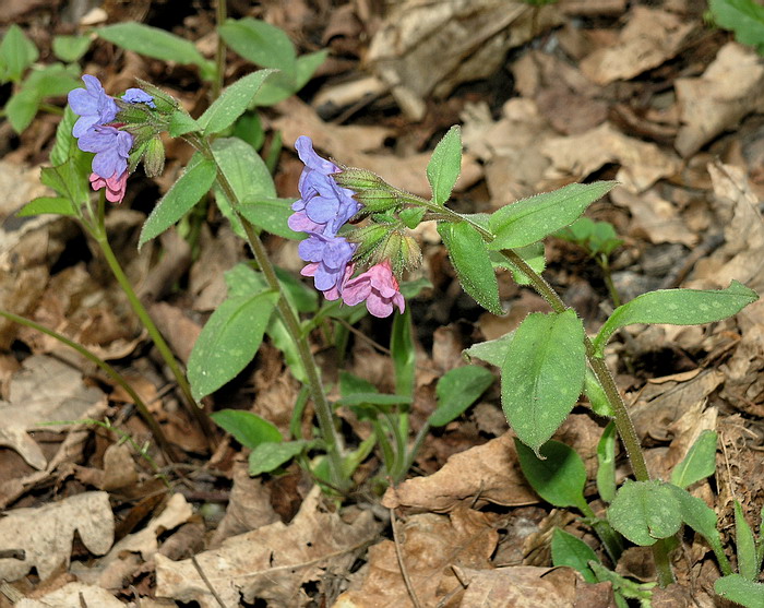 Изображение особи Pulmonaria obscura.