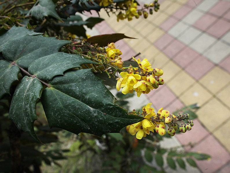 Изображение особи Mahonia bealei.