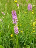 Dactylorhiza baltica