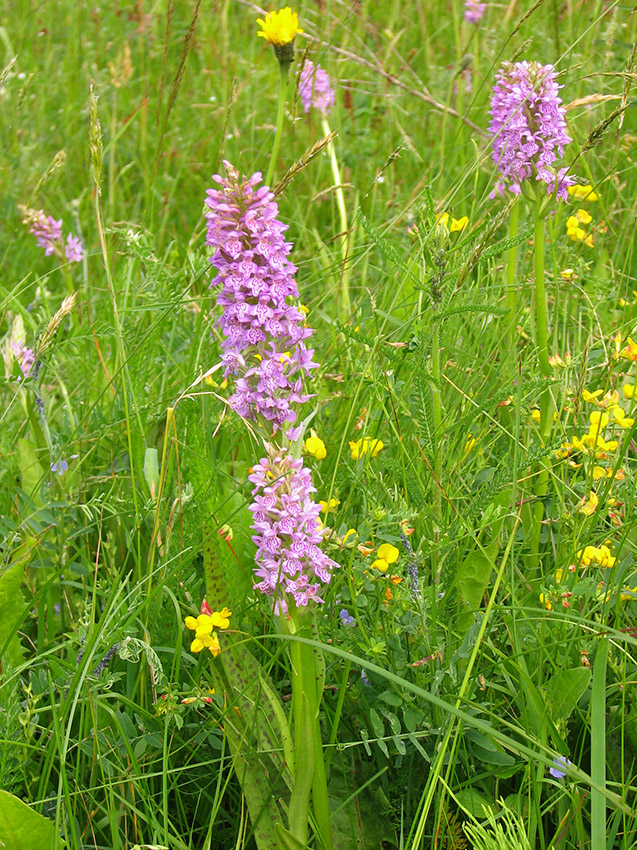 Изображение особи Dactylorhiza baltica.