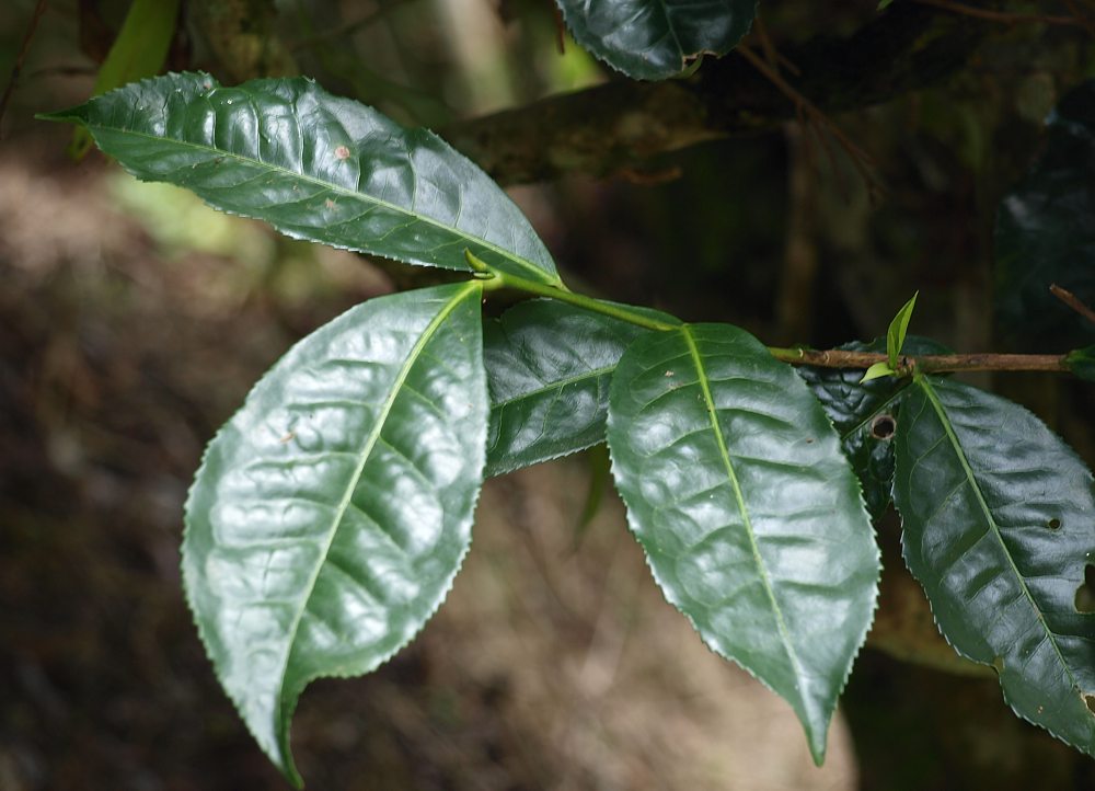 Изображение особи Thea sinensis.