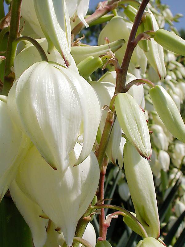 Image of Yucca gloriosa specimen.