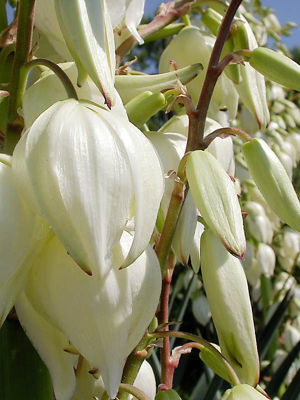 Изображение особи Yucca gloriosa.