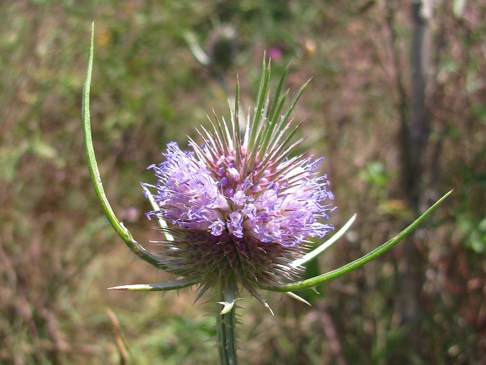 Image of Dipsacus fullonum specimen.