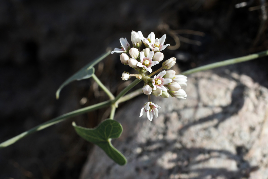 Image of Cynanchum sibiricum specimen.