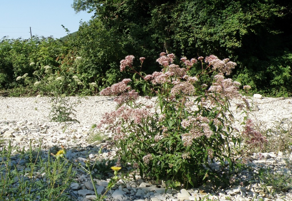 Изображение особи Eupatorium cannabinum.