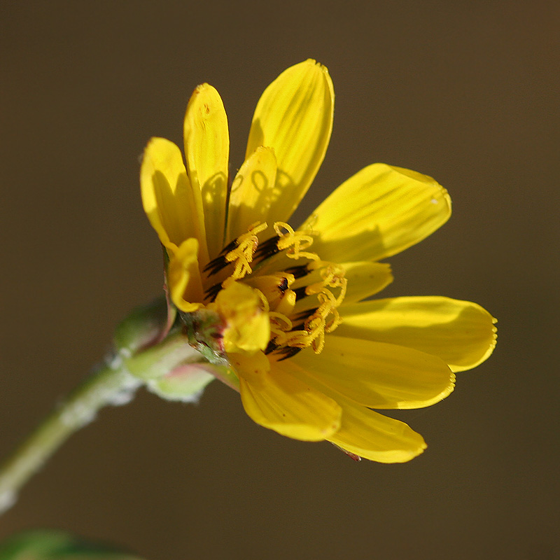 Image of Tragopogon orientalis specimen.