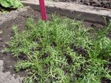 Lepidium meyenii