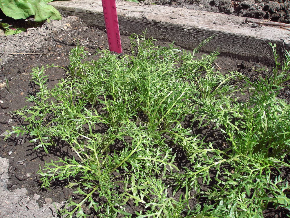 Image of Lepidium meyenii specimen.