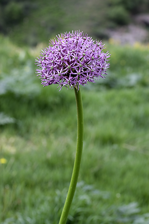 Изображение особи Allium stipitatum.