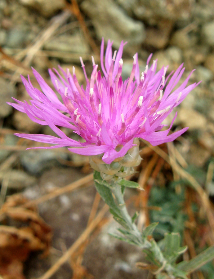 Image of Centaurea sarandinakiae specimen.