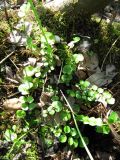 Cardamine pratensis. Прикорневые листья. Московская обл., Одинцовский р-н, г. Кубинка, берег заболоченного водоема. 21.05.2011.