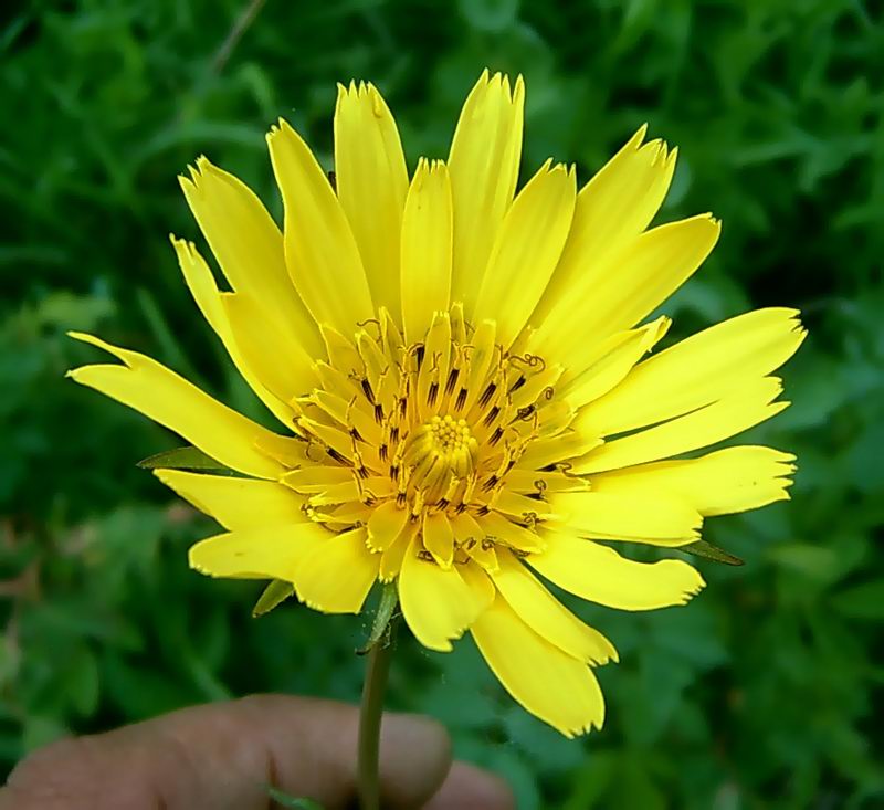 Image of Tragopogon pratensis specimen.