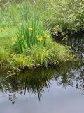 Iris pseudacorus