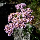 Achillea millefolium. Соцветие. Полярный Урал, долина Хойлы, горный склон. 29.07.2011.