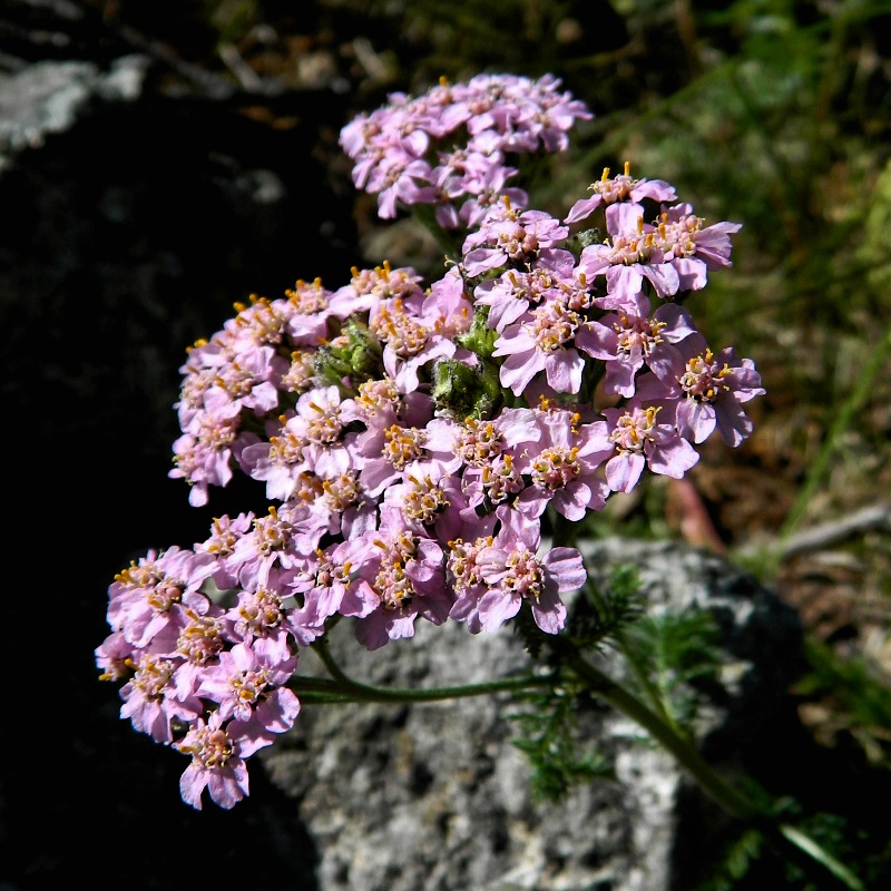 Изображение особи Achillea millefolium.