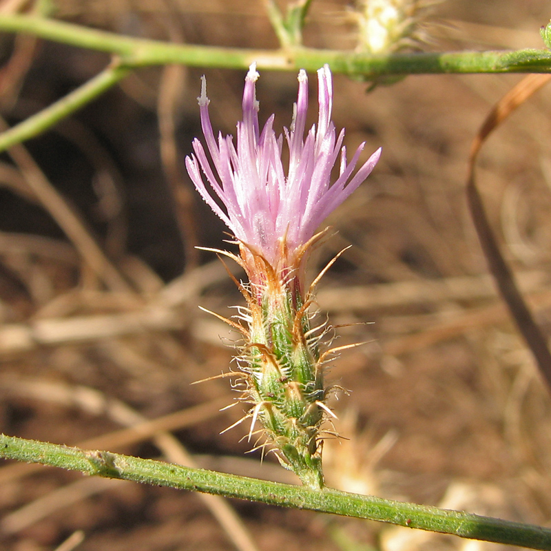 Изображение особи Centaurea aemulans.