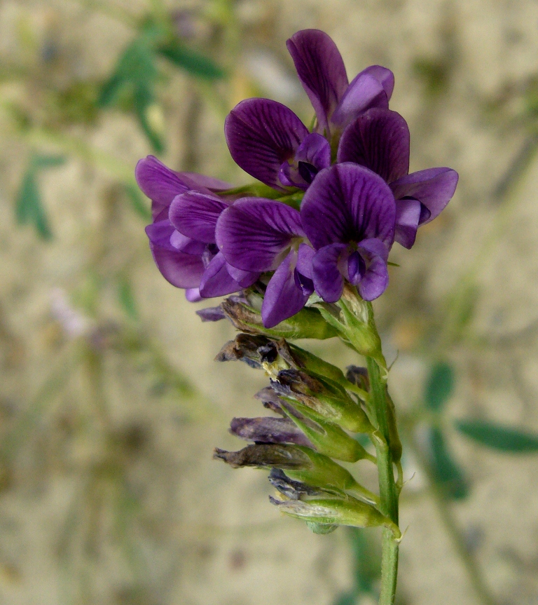 Изображение особи Medicago sativa.