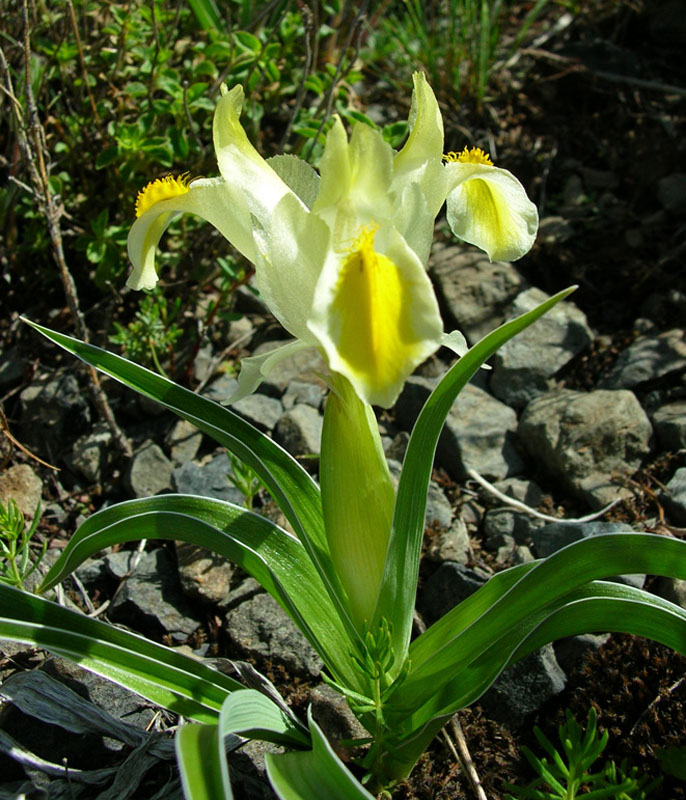 Изображение особи Juno orchioides.