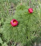 Paeonia tenuifolia. Цветущее растение. Ставропольский край, район КавМинВод, окр. ж.д. ст. Белый Уголь, склоны Боргустанского хребта, разнотравная степь. 02.05.2009.