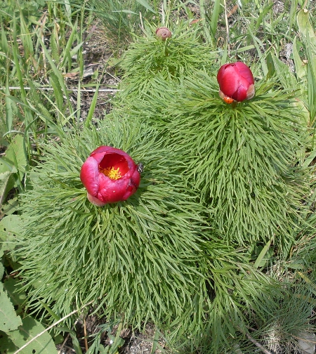 Изображение особи Paeonia tenuifolia.