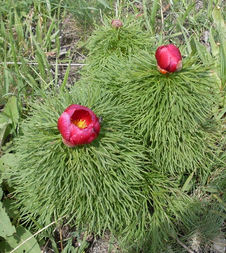 Image of Paeonia tenuifolia specimen.