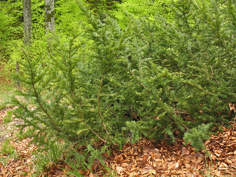 Изображение особи Taxus baccata.