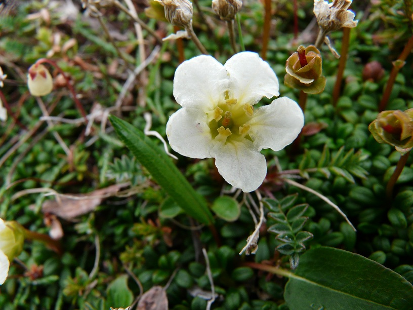 Image of Diapensia obovata specimen.