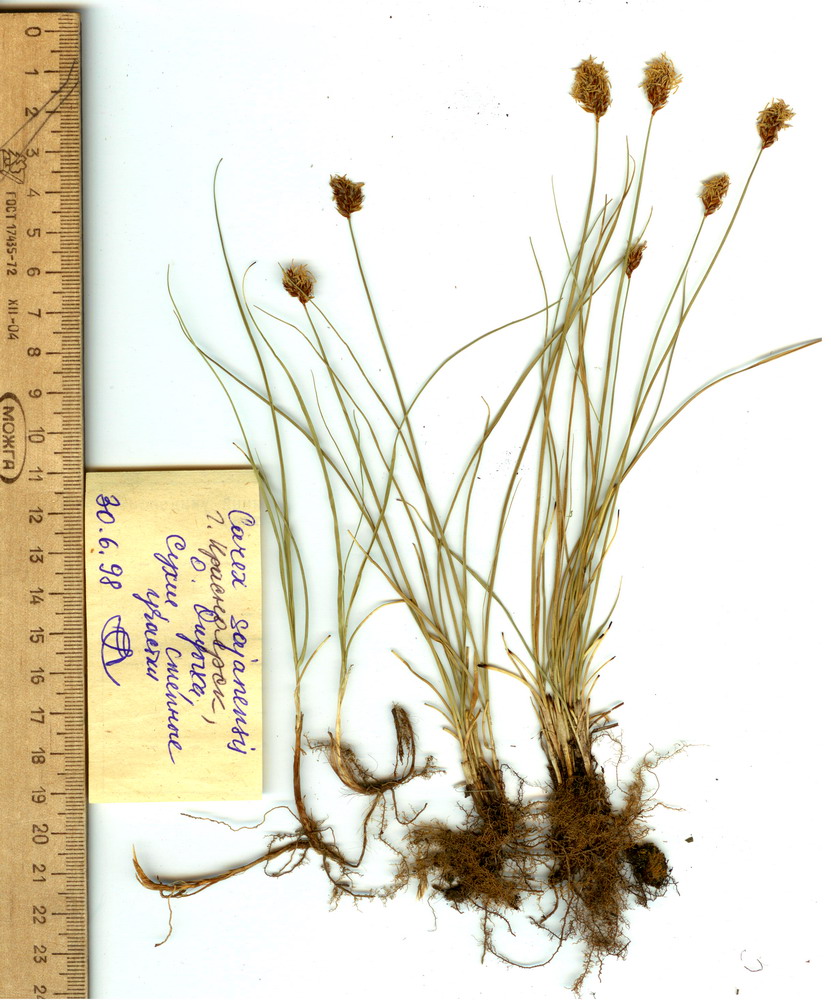Image of Carex sajanensis specimen.