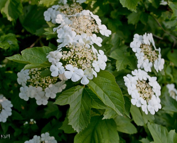 Image of Viburnum opulus specimen.