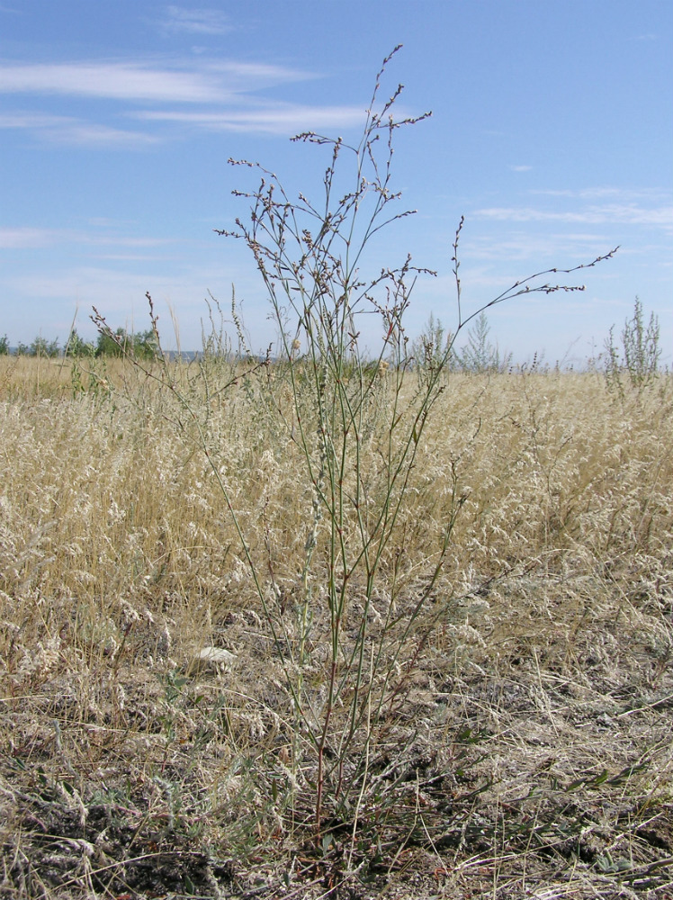 Изображение особи Polygonum novoascanicum.