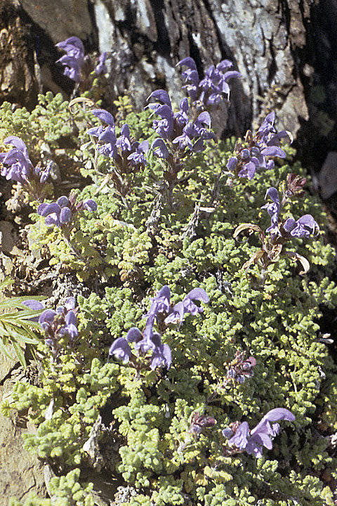 Image of Dracocephalum palmatum specimen.