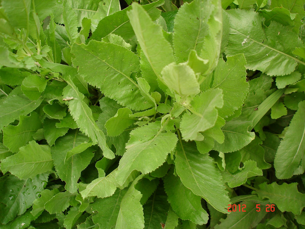 Image of Pyrethrum balsamita specimen.