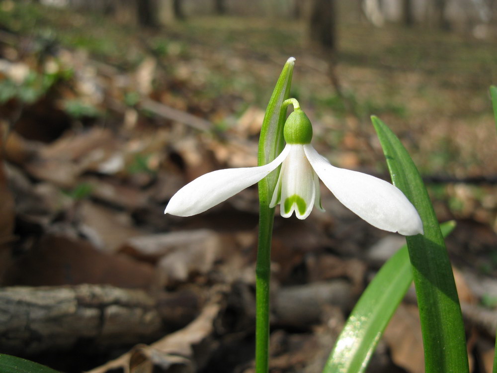 Изображение особи Galanthus caspius.