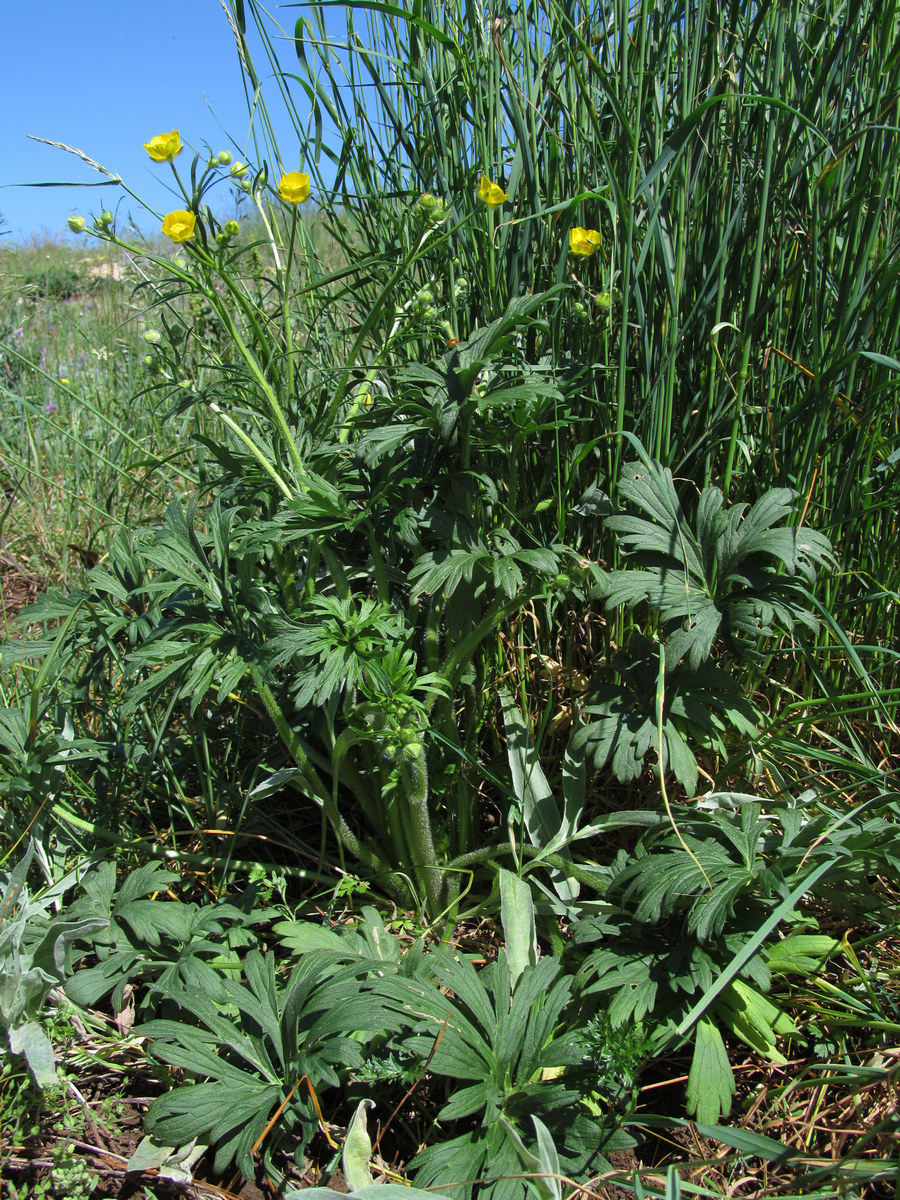 Image of Ranunculus polyanthemos specimen.