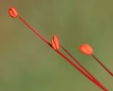 Caesalpinia gilliesii