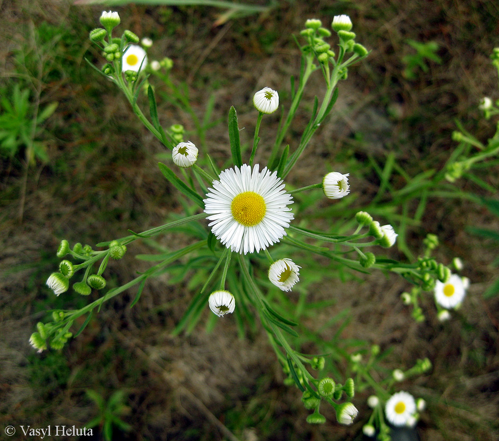 Изображение особи Erigeron strigosus.