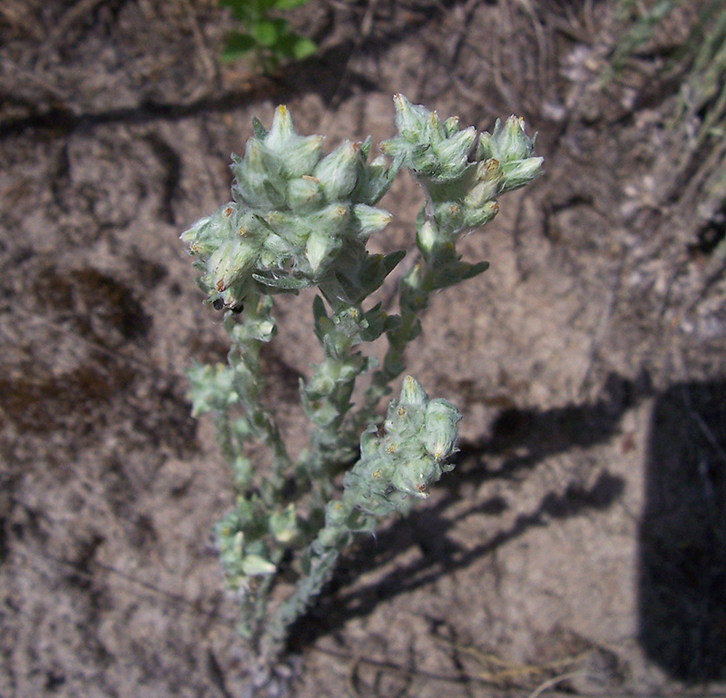 Image of Filago arvensis specimen.