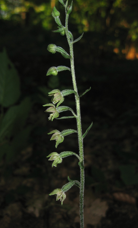 Изображение особи Epipactis microphylla.