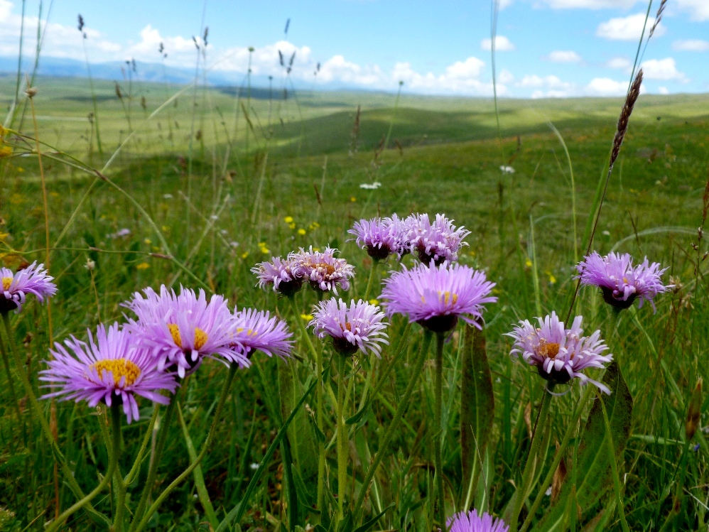 Изображение особи Erigeron venustus.