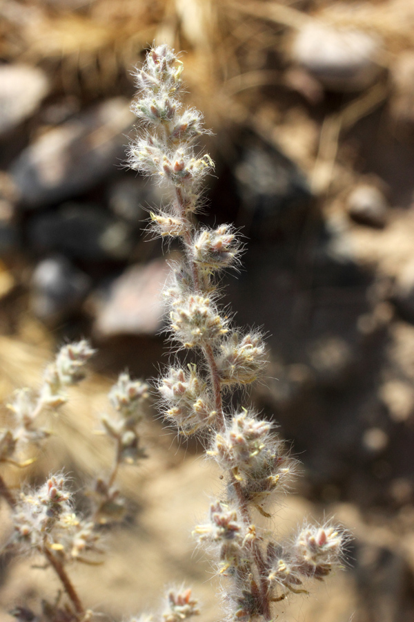 Изображение особи Halocharis hispida.