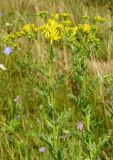 Senecio grandidentatus