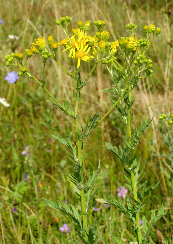 Изображение особи Senecio grandidentatus.