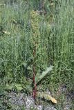 Rumex crispus