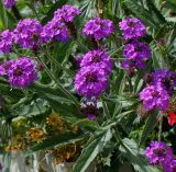 Verbena rigida. Верхушки побегов с соцветиями. Германия, г. Krefeld, ботанический сад. 31.07.2012.