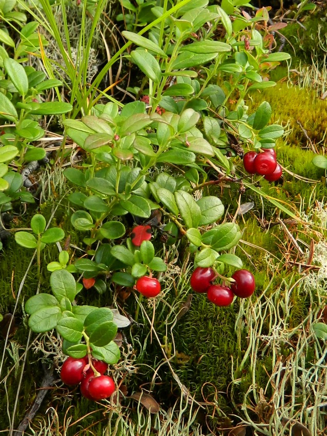 Image of Vaccinium vitis-idaea specimen.